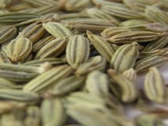 فواید زیره برای لاغری 1 a653b 1 <p>با خاصیت
شکستن مولکول چربی و پیشگیری از ترشح برخی هورمونها سبب کاهش وزن شود. چاقی
و اضافه وزن در جوامع روز به روز در حال افزایش است تا جایی که اکنون یک سوم افراد
دچار اضافه وزن و چاقی هستند و تعداد کودکانی که طی 10 سال اخیر دچار این عارضه
شدهاند دو برابر شده است.آمارها نشان میدهد 20 میلیون کودک زیر 5 سال در دنیا
چاقی و اضافه وزن دارند که این مقدار در کشورهای با درآمد کم و متوسط سرعت بیشتری
دارد.یکی از اصلیترین عوامل اضافه وزن و چاقی عدم تعادل بین کالری دریافتی و مصرف
آن در بدن است و درصد خیلی کمی نیز مربوط به مشکلات متابولیکی و مادرزادی
است.چاقی
و اضافه وزن در جوامع روز به روز در حال افزایش است تا جایی که اکنون یک سوم افراد
دچار اضافه وزن و چاقی هستند و تعداد کودکانی که طی 10 سال اخیر دچار این عارضه
شدهاند دو برابر شده است.آمارها نشان میدهد 20 میلیون کودک زیر 5 سال در دنیا
چاقی و اضافه وزن دارند که این مقدار در کشورهای با درآمد کم و متوسط سرعت بیشتری
دارد.یکی از اصلیترین عوامل اضافه وزن و چاقی عدم تعادل بین کالری دریافتی و مصرف
آن در بدن است و درصد خیلی کمی نیز مربوط به مشکلات متابولیکی و مادرزادی
است در
قدیمالایام افراد تنها بر اساس مقدار نیاز و ضرورت غذا میخوردند و اغلب غذاها به
صورت تازه و طبیعی بدون مواد نگهدارنده و قندی مصرف میشد اما امروزه نوشابهها و
شیرینی مصنوعی جزو غذای روزانه شدهاند که کالری زیادی دارند.در
قدیمالایام افراد تنها بر اساس مقدار نیاز و ضرورت غذا میخوردند و اغلب غذاها به
صورت تازه و طبیعی بدون مواد نگهدارنده و قندی مصرف میشد اما امروزه نوشابهها و
شیرینی مصنوعی جزو غذای روزانه شدهاند که کالری زیادی دارند نقش
زیره به عنوان یکی از مواد مؤثر در کاهش وزن است ودر ضمن زیره خاصیت
ترموژنیک دارد که سرعت سوخت و ساز را در بدن بالا برده و سبب میشود مولکولهای چربی
بشکنند که چای سبز هم همین خاصیت را دارد اما با این تفاوت که زیره اثر ضدسرطانی
هم میتواند داشته باشد.نقش
زیره به عنوان یکی از مواد مؤثر در کاهش وزن است ودر ضمن زیره خاصیت
ترموژنیک دارد که سرعت سوخت و ساز را در بدن بالا برده و سبب میشود مولکولهای چربی
بشکنند که چای سبز هم همین خاصیت را دارد اما با این تفاوت که زیره اثر ضدسرطانی
هم میتواند داشته باشددر عین
حال زیره در کماشتهایی مؤثر است و سطح هورمونی را که سبب ترشح چربی میشود پایین
میآورد اما افرادی که دچار مشکل فشار خون هستند باید نسبت به خوردن زیره دقت کنند
زیرا ممکن است در برخی افراد فشار خونی مشکل ایجاد کند همچنین علیرغم خاصیت ضد
نفخ و ضد اسپاسم زیره افرادی که معده حساسی دارند زیره را با احتیاط مصرف کنند. خاصیت اصلی زیره در اسانس آن است که بهتر است گرانول زیره
استفاده کنیم تا پودر و عرق زیره. همچنین میتوان زیره را لابه لای پلو ریخته و در
ضمن کاملاً جویده شودخاصیت اصلی زیره در اسانس آن است که بهتر است گرانول زیره
استفاده کنیم تا پودر و عرق زیره. همچنین میتوان زیره را لابه لای پلو ریخته و در
ضمن کاملاً جویده شود</p>