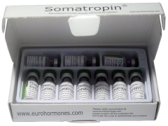 همه چیز درباره ی سوماتروپین 1 a916b 3 بسیاری از ویژگیهای هورمونهای رشد به عنوان نوعی از داروهای نیروزا هنوز در هاله ای از ابهام هستند. بعضی معتقدند که این هورمونها داروهای عجیبی اند که سبب افزایش حجم ماهیچه ها در کوتاهترین زمان می شوند. برخی مطالعات نیزعملکرد بهبود بخشی ورزشی آنها را بی فایدهشمرده و تنها برای افزایش فرایند رشد در کودکانی که ازمشکلات رشد برخوردارند، مفید دانسته اند.بسیاری معتقدند که هورمونهای رشد در جوانان سبب دفرمه شدن زودرس استخوانهای چانه(فک) واندام تحتانی(پا) می شوند؛ وهنوزاینکه چه هورمون رشدی ( در نوع انسانی) به طور مصنوعی ساخته،ترکیب یا تولید ژنتیکی شود و البته با چه میزان مصرفی، مشخص نیست.تمامی این مباحث درمورد هورمونهای رشد بسیار پیچیده است واستفاده کننده باید اطلاعات پایه و نظام یافته ای در مورد آنها داشته باشد.هورمون رشد یک هورمون پلی پپتیدی، شامل 191 اسید آمینه است.در انسانها این هورمون در غده هیپوفیز تولید شده و اگر محرک مناسبی مانند: تمرینهای ورزشی، خواب، استرس، پایین بودن سطح قند خون داشته باشد، منتشر می شود. این نکته نیز دارای اهمیت است کهHGH (هورمونهای رشد انسانی) آزاد شده، خود مستقیما تاثیرنمی گذارد، بلکه فقط کبد را جهت تولید و پخش فاکتورهای رشد شبه انسولین و سوماتومدینها تحریک می کند. فاکتورهای رشدتاثیرات گوناگونی بر بدن می گذارند. تنها مشکل اینست که کبد چون به میزان محدود از این مواد تولید می کند پس تاثیر محدودی خواهد داشت.اگر هورمونهای رشد تزریق شوند، آنها فقط کبد را جهت تولید و پخش این مواد تحریک می کنند و همچنان تاثیر مستقیم ندارند.هورمونهای سوماتوتروپیک(STH)، ترکیب پیشنهادی برای ورزشکاران سه اثر تقویتی دارد، که عبارتند از:الف) سوماتروپین اثر آنابولیک (بافت سازی) قوی دارد و سبب افزایش ساخت (سنتز) پروتئین می شود که خود را به صورت hypertrophy (گسترش سلولهای ماهیچه ای) و hyperplasia (افزایش سلولهای ماهیچه ای) نشان می دهد. جالب اینجاست که این تغییرات با مصرف استروییدها بدست نمی آید. این شاید تنها دلیلی است که سوماتروپین به عنوان قویترین هورمون آنابولیک محسوب می شود.ب) دومین اثر سوماتروپین تاثیربسیاربر سوزاندن چربیهاست. بیشتر بدنهای چاق در هدایت انرژی جهت کاهش شدید چربیها و یا ورزشکاران در افزایش مصرف کالری و انرژی از آن استفاده می کنند.ج )نکته سوم که اغلب به آن بی توجهی می شود اینست که سوماتروپین تقویت کننده بافتهای پیوندی، زردپیها و غضروفها می باشد، که می تواند دلیل اصلی برای افزایش قابل ملاحظه قدرت ورزشکاران باشد.بعضی بدنسازها و پاورلیفتینگ کارها اعلام کرده اند که مصرف همزمان استروییدها و سوماتروپین نه تنها باعث افزایش قدرت ورزشکارمی شود، بلکه آنها را ازآسیب نیزحفظ می کند. با وجود این ویژگیهای مثبت، پس چرا هنوز کسانی هستند که استدلال می کنند سوماتروپین هیچ فایده ای برای ورزشکاران ندارد؟ این افراد ورزشکارانی هستند که سوماتروپین را امتحان کرده و متاسفانه دلسرد شده اند. دلایل زیر را می توان برای دلسردی ایشان برشمرد: هورمون رشد به طور طبیعی در بدن ساخته میشو د ولی با افزایش سن از ترشح آن کاسته میشود در کشورهای مثل آمریکا این هورمون غیر مجاز و دوپینگ شناخته نمیشود و جزء داروهای مفید و در حالت اغراق آمیز به اکسیر جوانی نیز معروف است چون دراستفاده افراد پیر بدن مجدادا شروع به عضله سازی و همچنین تقویت قوای جنسی شده است البته بدنسازان در سطح پیشرفته و در دوران تفکیک عضلانی از این هورمون استفاده میکنند چون این هورمون علاوه بر عضله سازی خاصیت چربی سوزی نیز دارد به هر حال استفاده از آن به افراد مبتدی وافرادی که زیر ۱۸ سال هستند توصیه نمیشود چون به زبان ساده موجب اختلال در رشد طبیعی بدن میشود و در افراد بالغ احتمال رشد عرضی استخوانها وجود دارد.البته بعید به نظر میرسد هورمونهای موجود در ایران اصل یا موثر باشد چون قیمت واقعی این هورمون بسیار بالا است ضمناْ در زیر توضیحاتی از جنبه پزشکی آورده ام موارد مصرف: سوماتروپین در درمانکوتاه قدی ناشی از کمبود هورمون رشد ازجمله در کوتاه قدی در سندروم ترنر بهکارمیرود مکانیسم اثر: هورمون رشد یکی ازهورمونهای هیپوفیز قدامی میباشد فارماکوکینتیک: نیمه عمر مصرف داروبه دنبال تزریق داخل وریدی 20- 30 دقیقه و پس از تزریق داخل عضلانی یا زیرجلدی حدود 3-5 ساعت است. طولاثر دارو 12-48 ساعت است. متابولیسمدارو کبدی و دفع آن از طریق صفرامیباشد موارد منع مصرف: در هیپوتیروئیدیسمدرمان نشده یا تومورهای بدخیمخصوص هشدارها: 1 ـ مصرف دارو تنها در بیمارانبا اپیفیز باز مجاز میباشد 2 ـ در افراد مبتلا به دیابت ممکن استتنظیم مقدار مصرف داروی ضد دیابتلازم باشد. عوارض جانبی: تشکیل آنتیبادی،واکنشهای موضعی آلرژیک، درد و تورمدر ناحیه تزریق و افزایش خوش خیم فشارداخل جمجمهای از عوارض جانبی داروهستند تداخلهای دارویی: استفاده همزمانمقادیر بالای استروئیدهای آنابولیک،آندروژنها، استروژنها و هورمونهایتیروئیدی با این دارو سبب تسریع بستهشدن اپیفیزها میشود. مصرف طولانیمدت مقادیر درمان کورتیکوتروپین نکات قابل توصیه: 1 ـ قبل از بهکار بردن اینفرآورده باید حساسیت به هورمون رشدو مصرف همزمان سایر داروها خصوص 2 ـ دارو باید به مقدار مناسب تجویز شده ومیزان رشد بهطور منظم توسط پزشکتعیین شود. 3 ـ در صورتی که درمان با شکست مواجهشود، تستهای سرولوژیک برای تعیینمیزان آنتیبادی هورمون رشد انجامگردد. 4 ـ سن استخوان طی درمان باید هر سالتعیین شود. 5 ـ بررسی عملکرد تیروئید و ارزیابیبروز ضایعات داخل جمجمهای لازممیباشد.